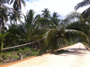 Baru Selesai Dibangun Pohon Kelapa Tumbang Timpa Jaringan Listrik 